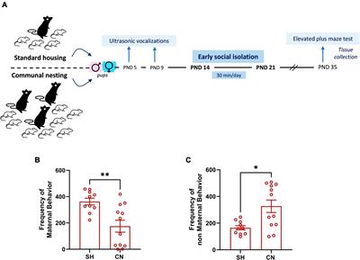 Outcomes of early social experiences on glucocorticoid and endocannabinoid systems in the prefrontal cortex of male and female adolescent rats